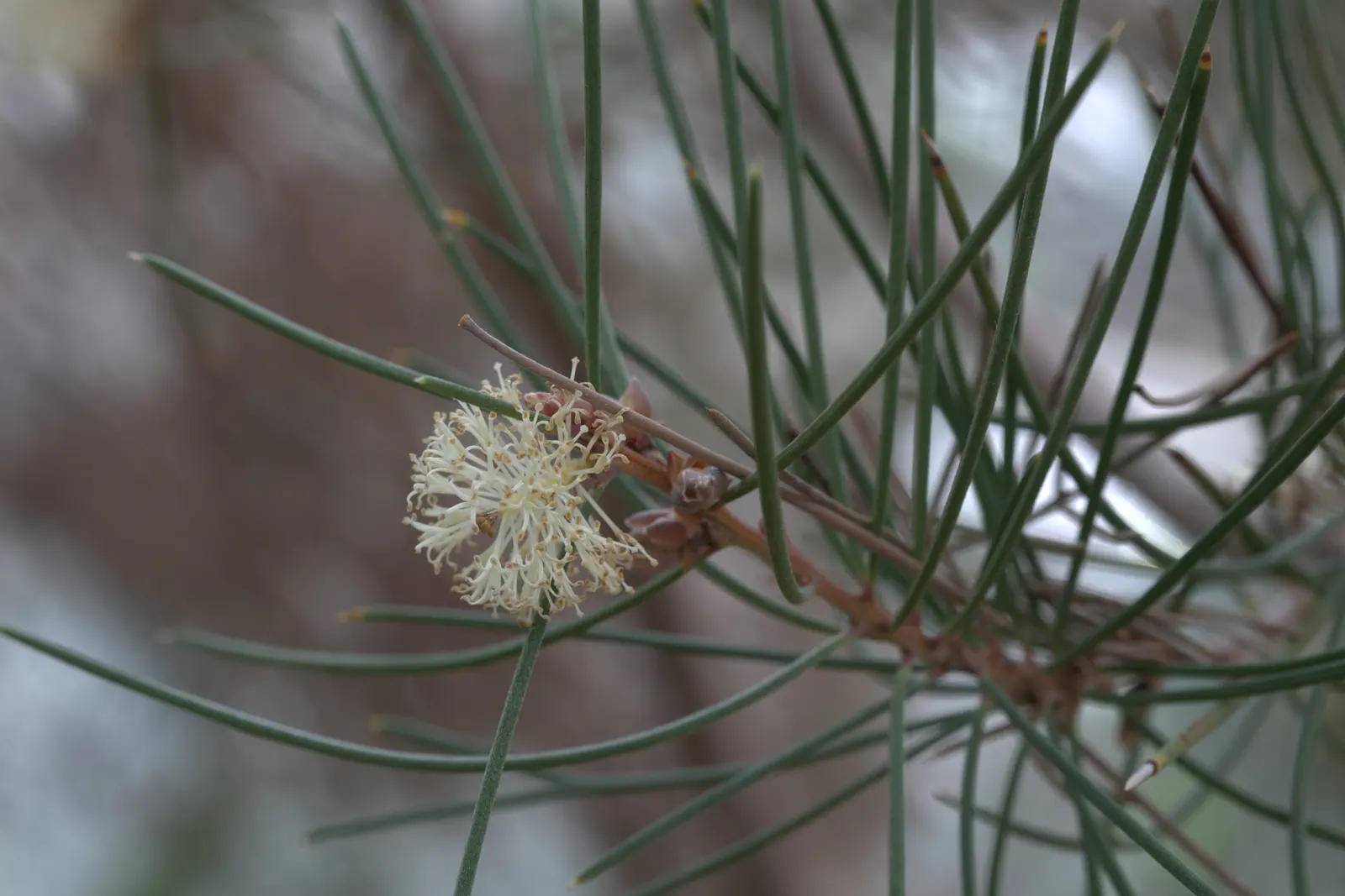 Sweet Hakea (Hakea Suaveolens) — This shrub or small tree typically grows to 10-16 feet in height with a similar spread