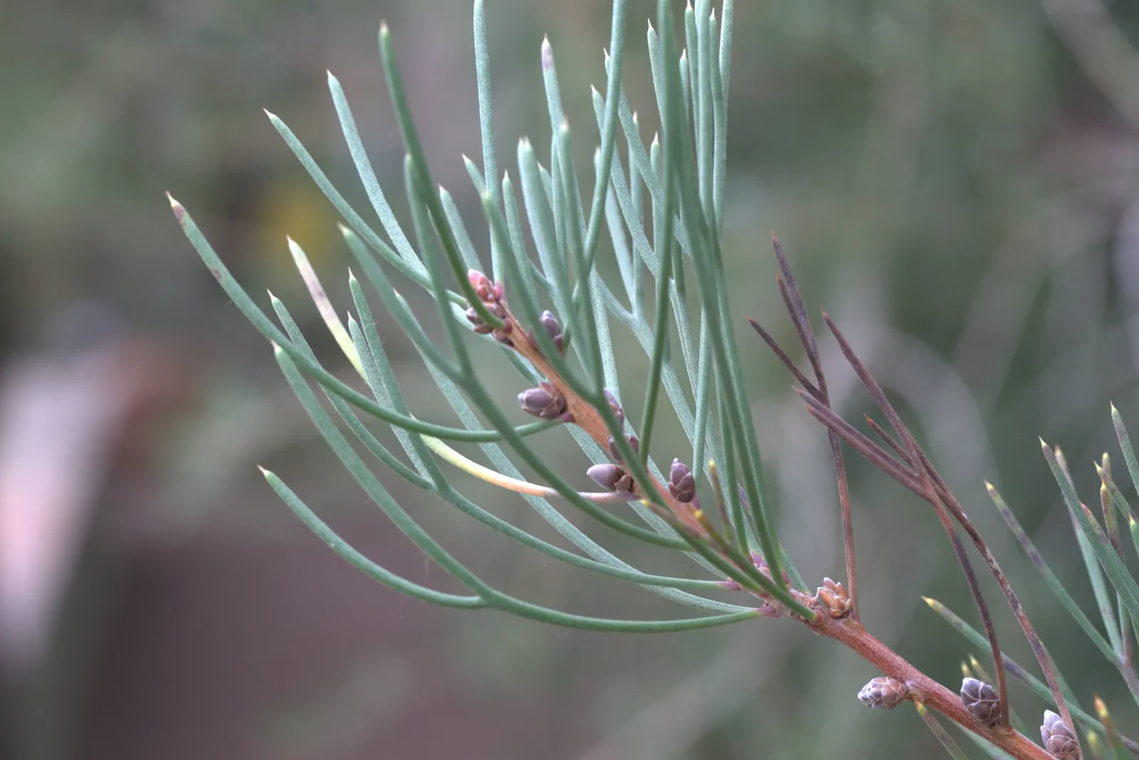 Sweet Hakea (Hakea Suaveolens) — distinguished by its lance-shaped leaves