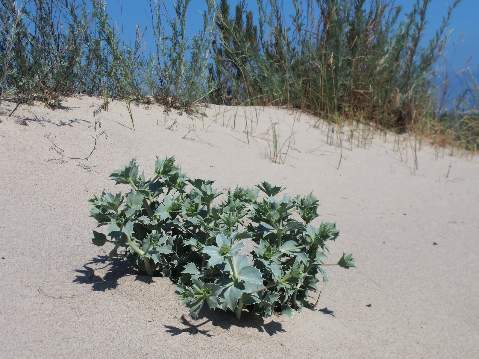 Sea Holly (Eryngium Maritimum) — A resilient coastal plant; it thrives in USDA hardiness zones 5 through 9, image 109