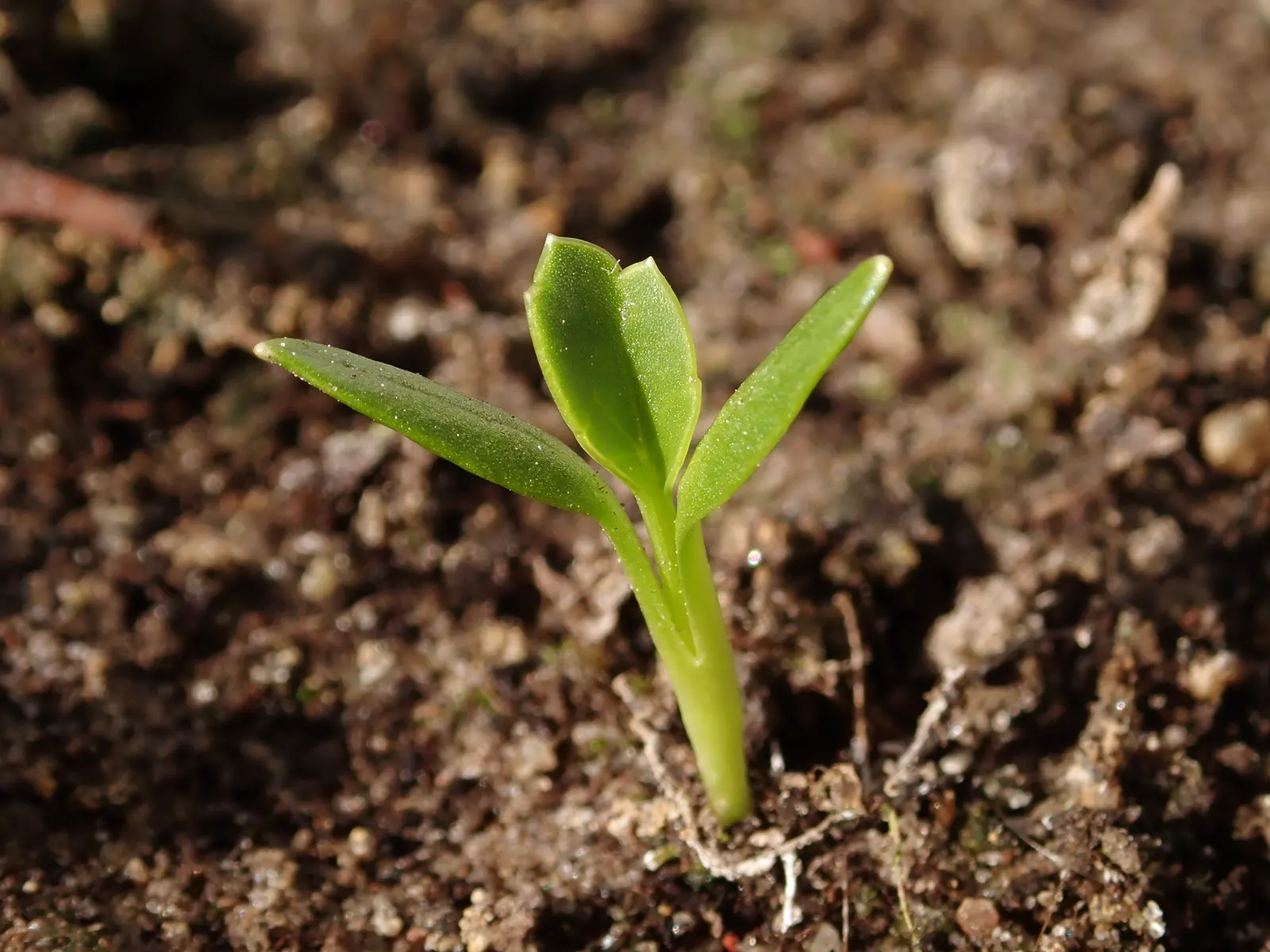 Sea Holly (Eryngium Maritimum) — This tough plant thrives in full sun, in well-drained soil, and tolerates drought and poor soils; peaking at, image 78