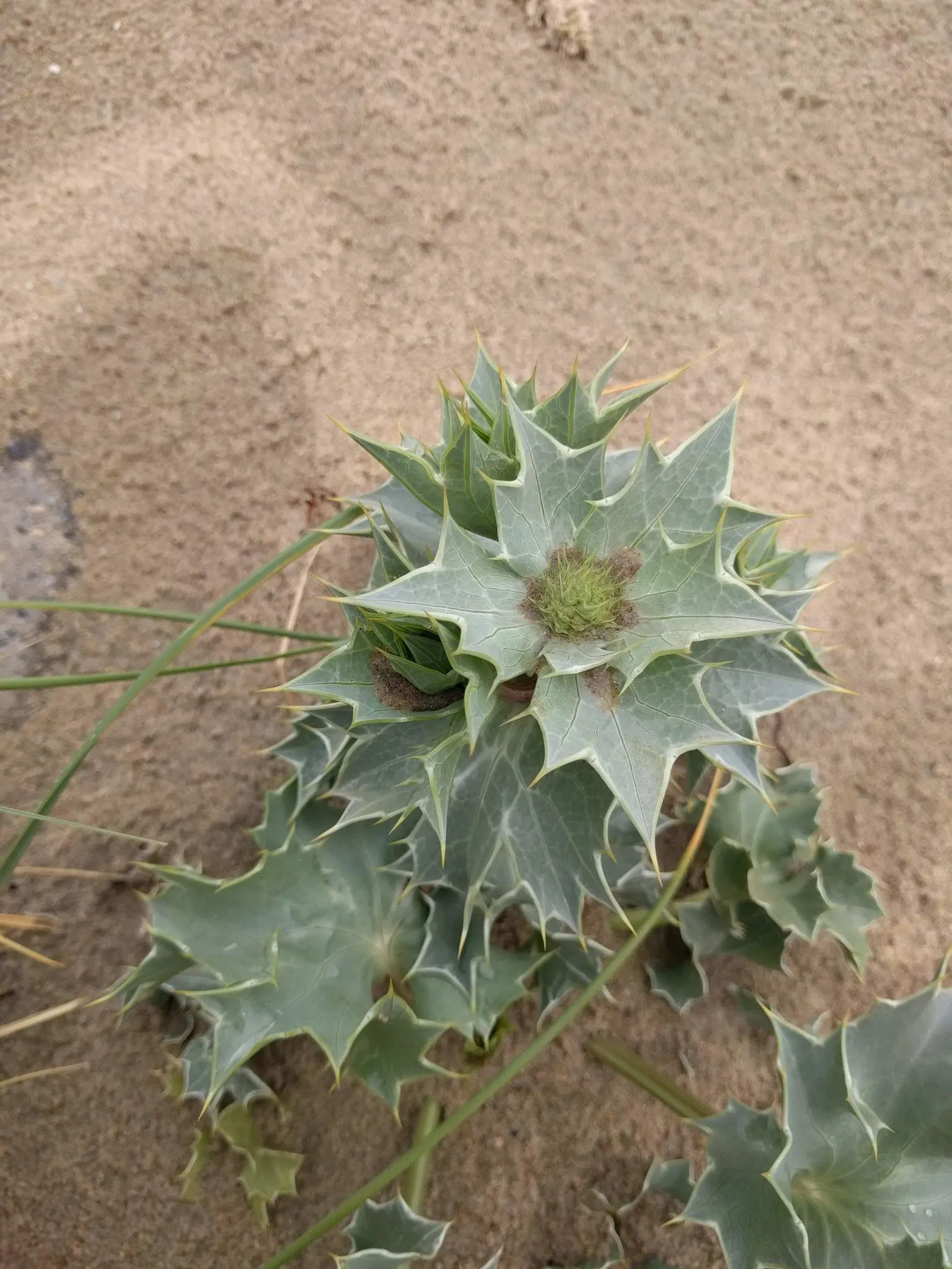 Sea Holly (Eryngium Maritimum) — These distinctive flowers