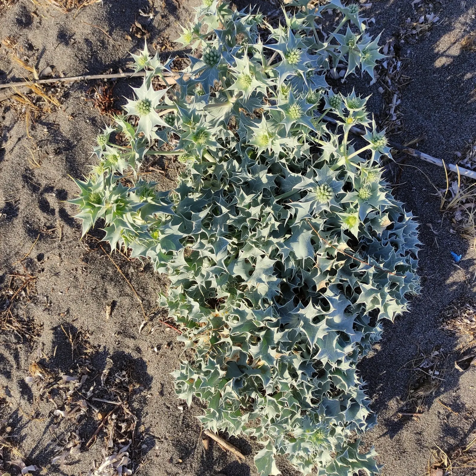 Sea Holly (Eryngium Maritimum) — making it an excellent choice for filling mid-level layers in a garden design.<br><br>The deeply lobed, image 63