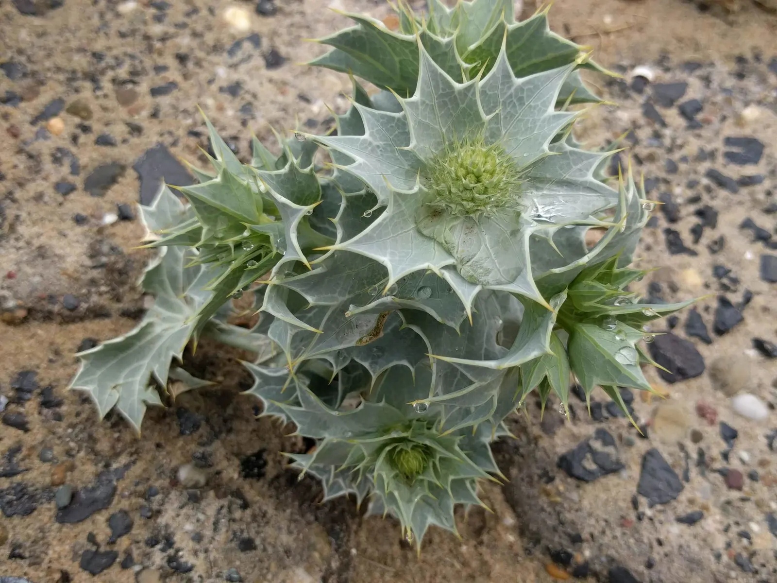Sea Holly (Eryngium Maritimum) — perennial with blue blooms; branched stems rise in summer