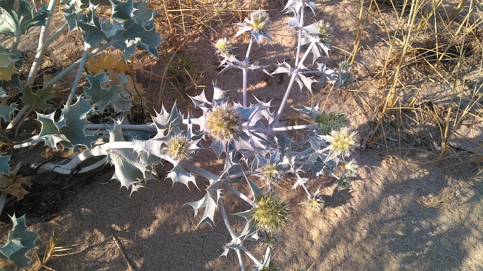 Sea Holly (Eryngium Maritimum) — it thrives in USDA hardiness zones 5 through 9; these distinctive flowers, image 110