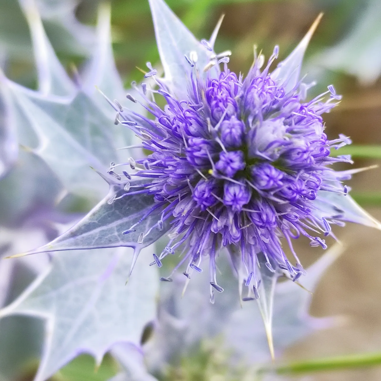 Sea Holly (Eryngium Maritimum) — These distinctive flowers; topped with cone-shaped flower heads surrounded by a ruff of spiny bracts