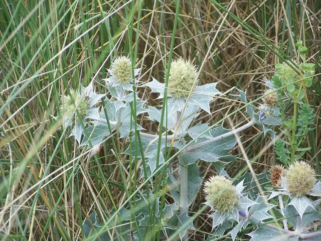 Sea Holly (Eryngium Maritimum) — tolerating harsh seaside conditions and poor; perennial with blue blooms, image 61