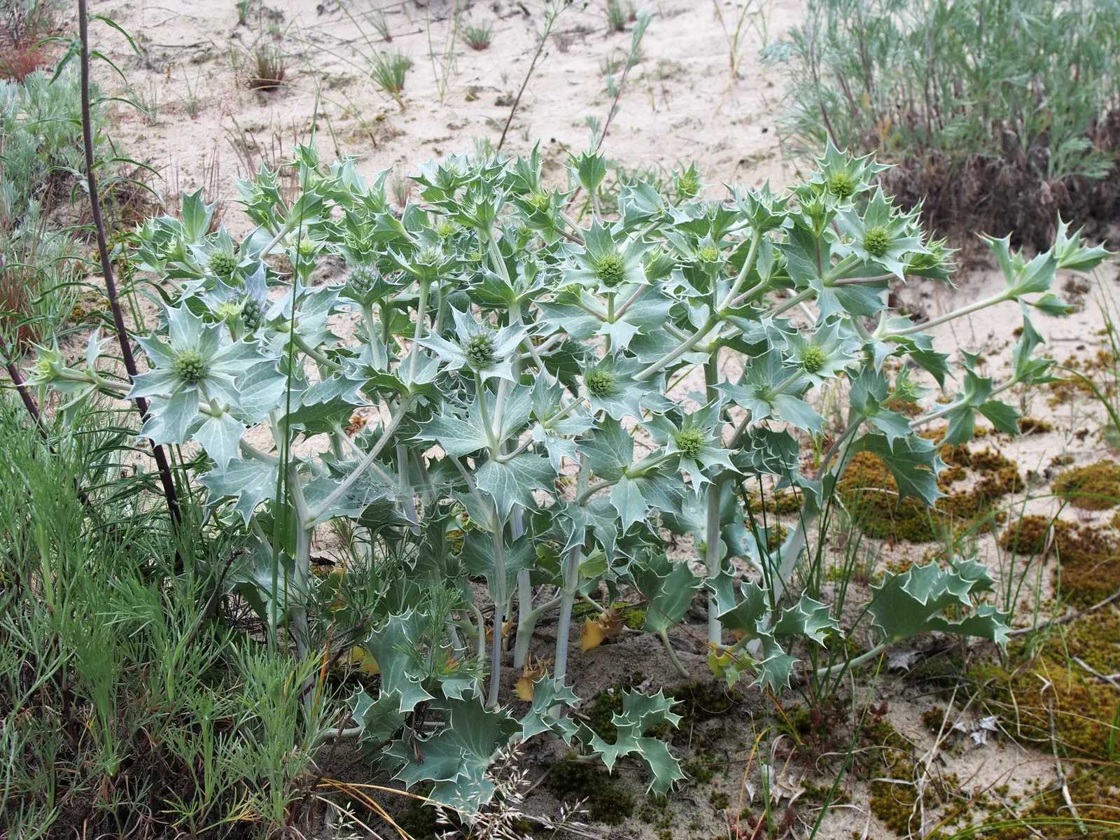 Sea Holly (Eryngium Maritimum) — Its unique texture and structure add visual interest from summer to early fall; perennial for full, image 79