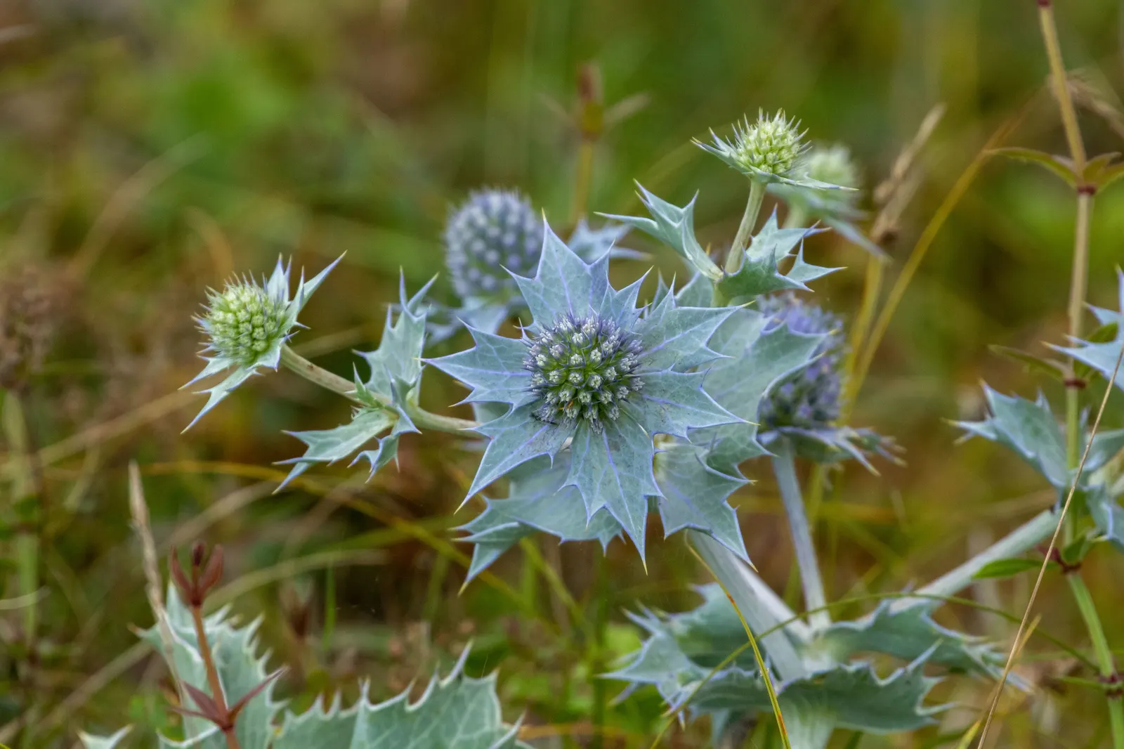 Sea Holly (Eryngium Maritimum) — peaking at approximately 1 to 2 inches in diameter; blue flowers in the garden