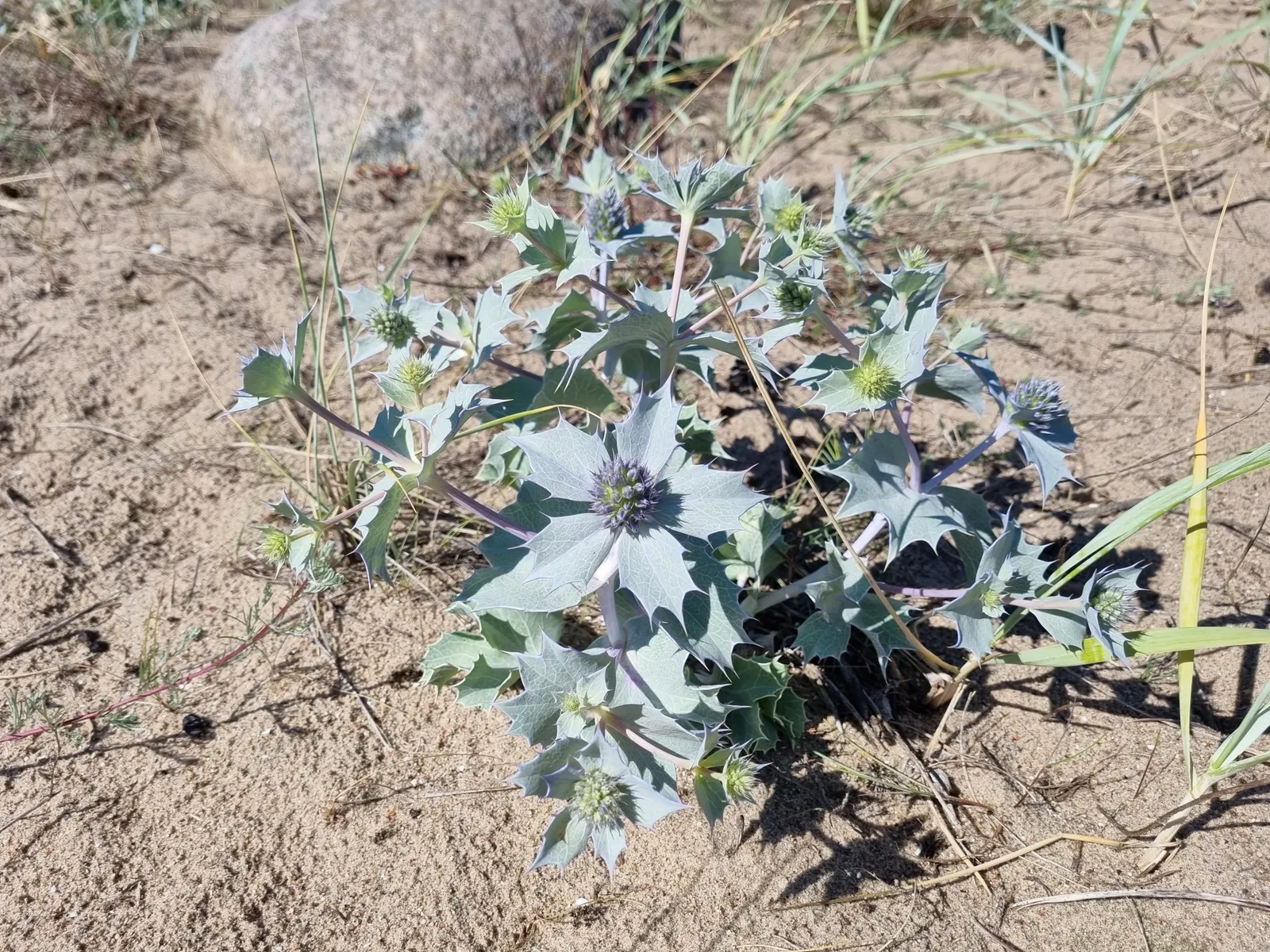 Sea Holly (Eryngium Maritimum) — perennial with blue blooms; branched stems rise in summer, image 99
