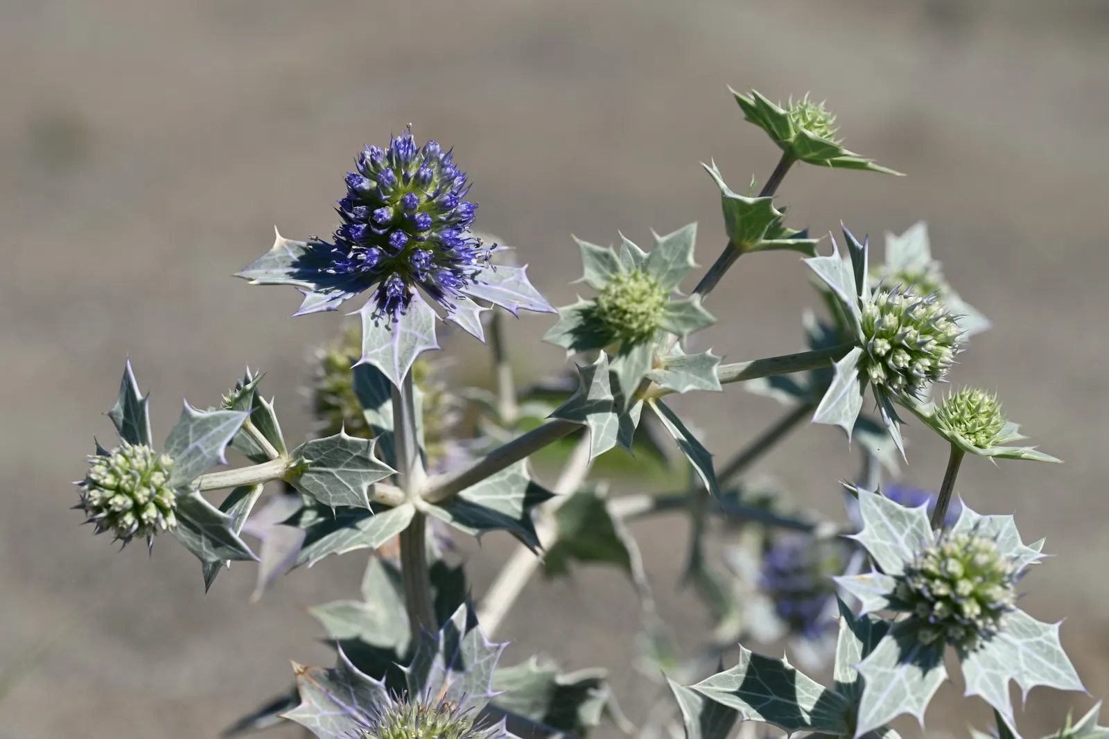 Sea Holly (Eryngium Maritimum) — perennial for full