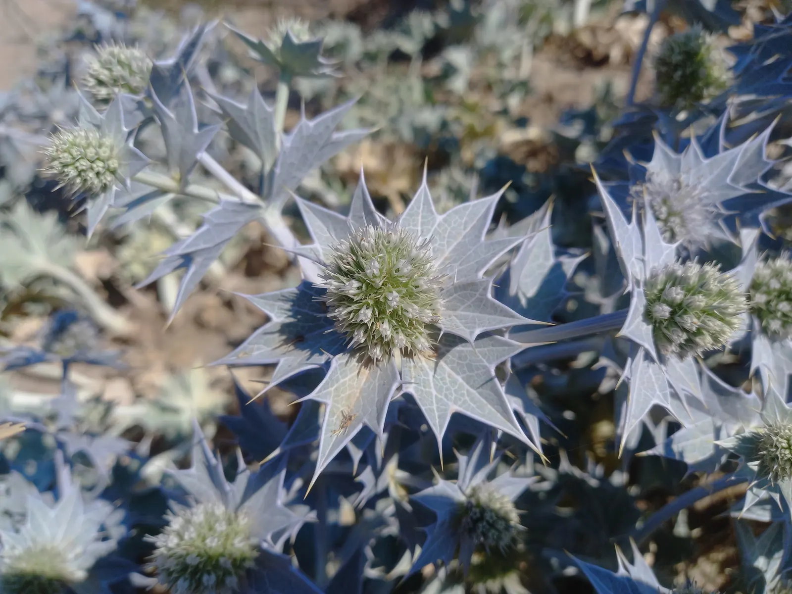 Sea Holly (Eryngium Maritimum) — making it an excellent choice for filling mid-level layers in a garden design.<br><br>The deeply lobed, image 38