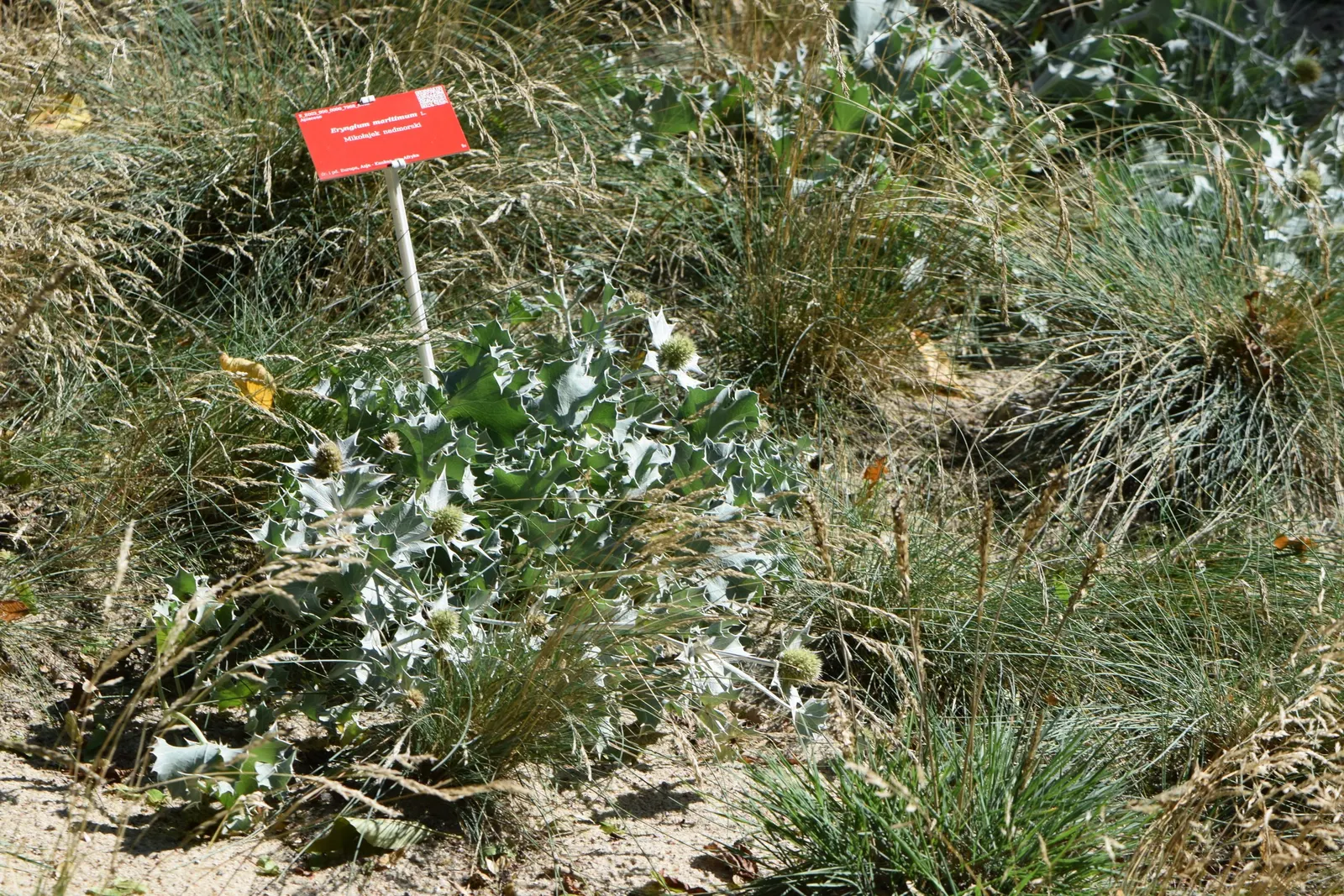 Sea Holly (Eryngium Maritimum) — which add a unique texture and a touch of steel blue to the landscape; this tough plant thrives in full sun, in, image 108