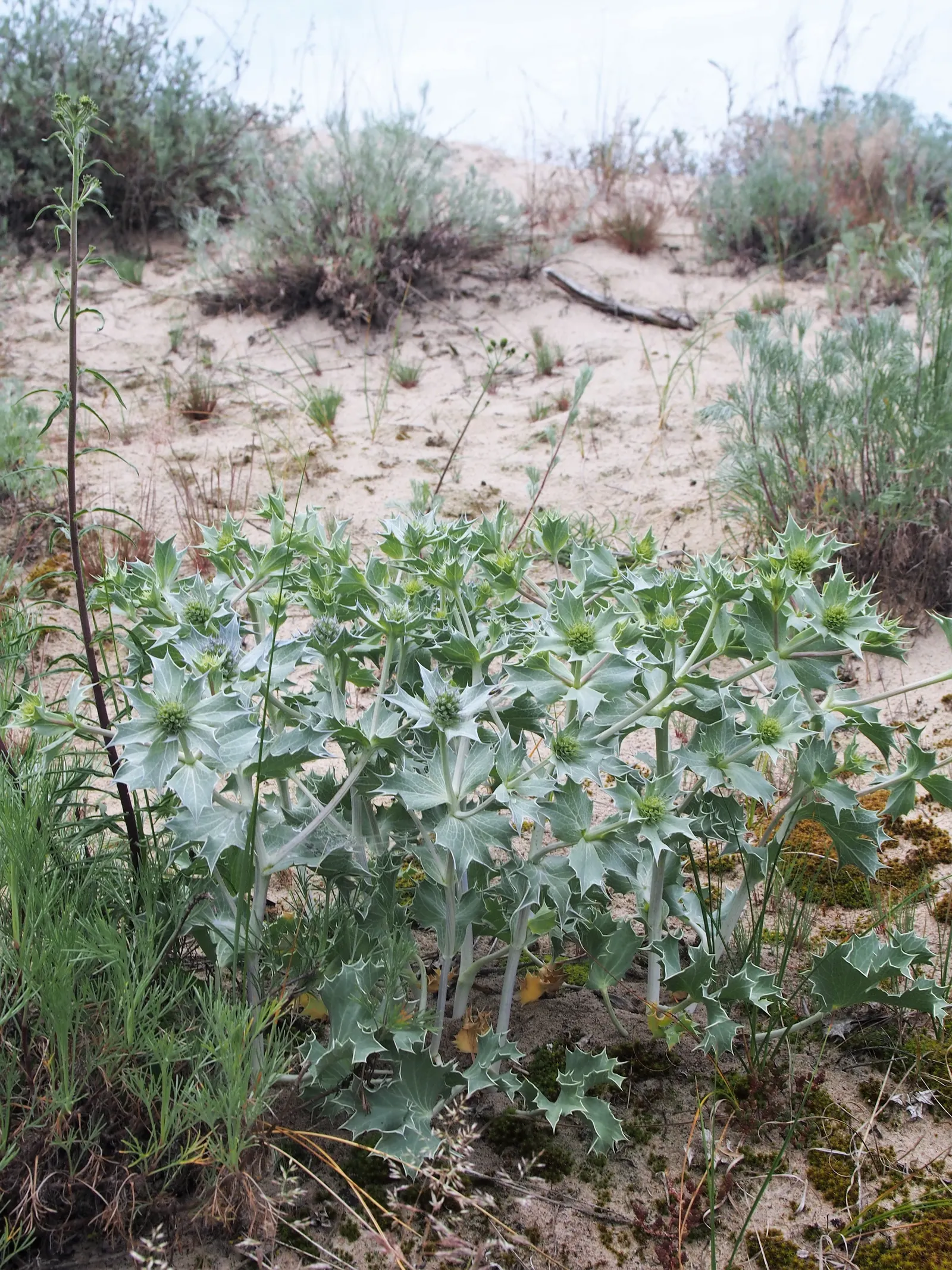 Sea Holly (Eryngium Maritimum) — This robust species typically reaches a height of 18 to 24 inches with a similar spread of 12 to 18 inches
