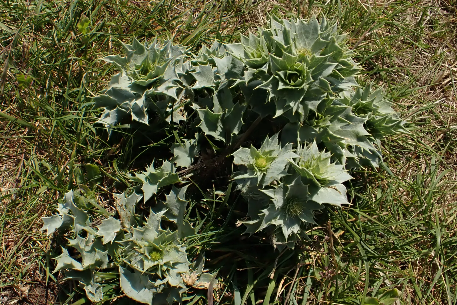 Sea Holly (Eryngium Maritimum) — making it an excellent choice for filling mid-level layers in a garden design.<br><br>The deeply lobed, image 88