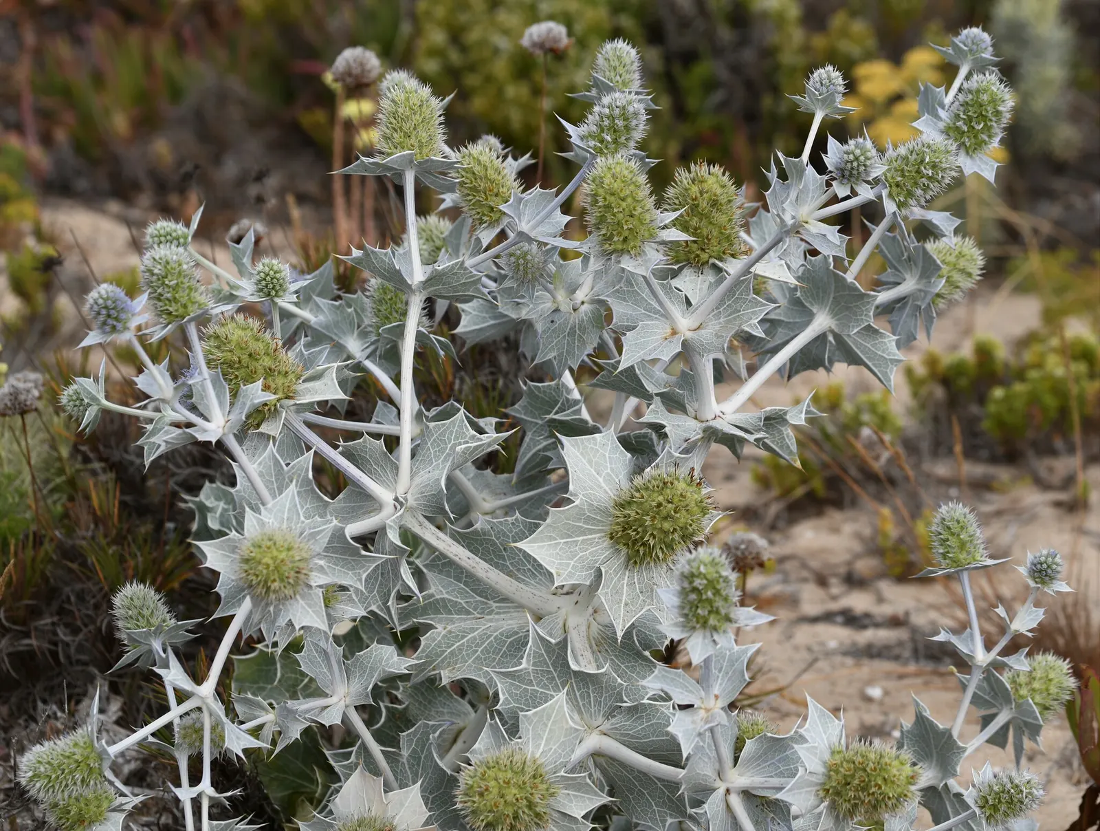 Sea Holly (Eryngium Maritimum) — which add a unique texture and a touch of steel blue to the landscape; this tough plant thrives in full sun, in, image 58
