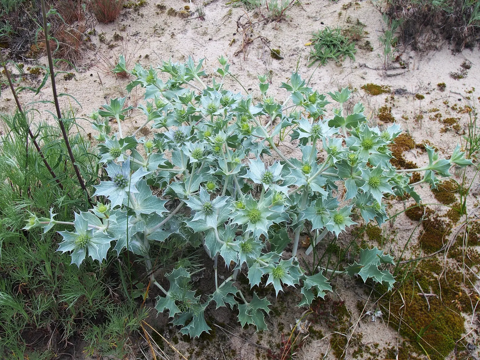 Sea Holly (Eryngium Maritimum) — Minimal maintenance is required, though it may benefit from protection in areas with extremely cold winters; are a magnet for
