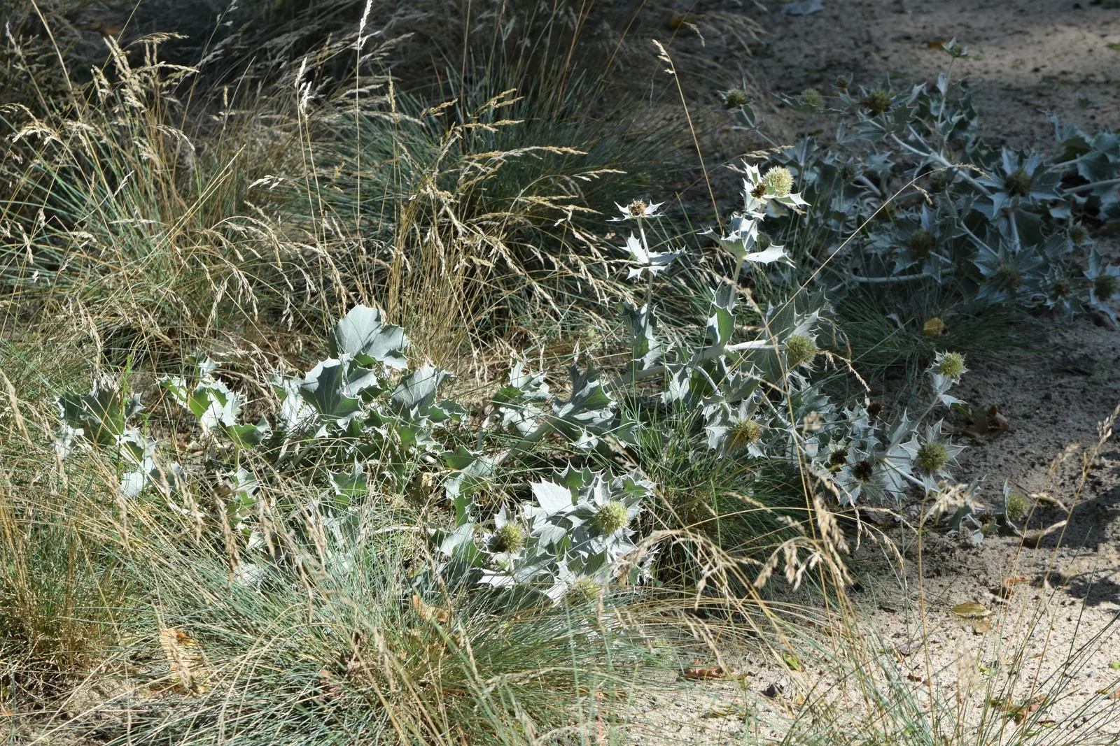 Sea Holly (Eryngium Maritimum) — with a tolerant attitude toward drought once established; this robust species typically reaches a height of 18 to, image 70