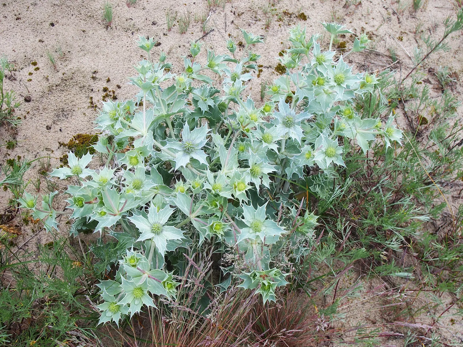 Sea Holly (Eryngium Maritimum) — This tough plant thrives in full sun, in well-drained soil, and tolerates drought and poor soils