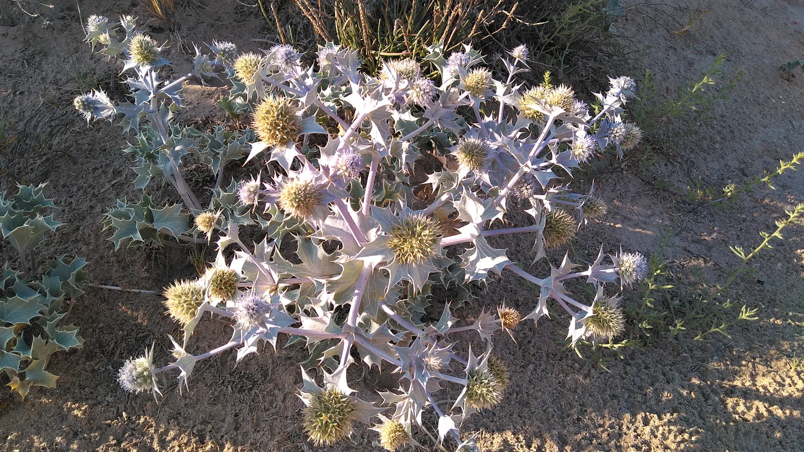 Sea Holly (Eryngium Maritimum) — Its unique texture and structure add visual interest from summer to early fall; perennial for full