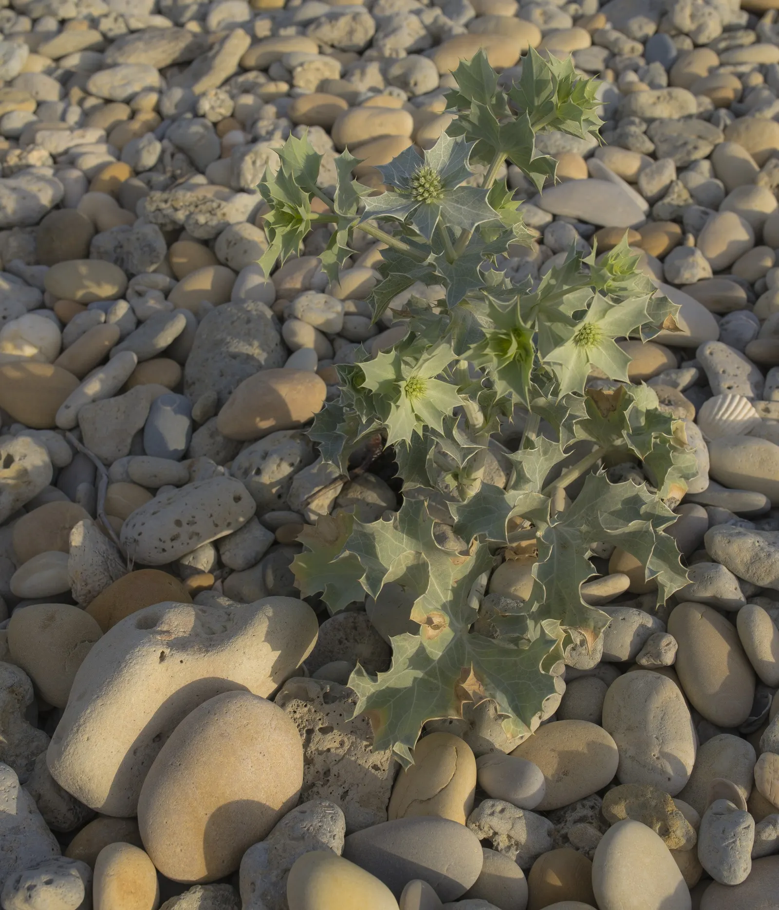 Sea Holly (Eryngium Maritimum) — perennial for full; with its bold form and captivating color, image 100