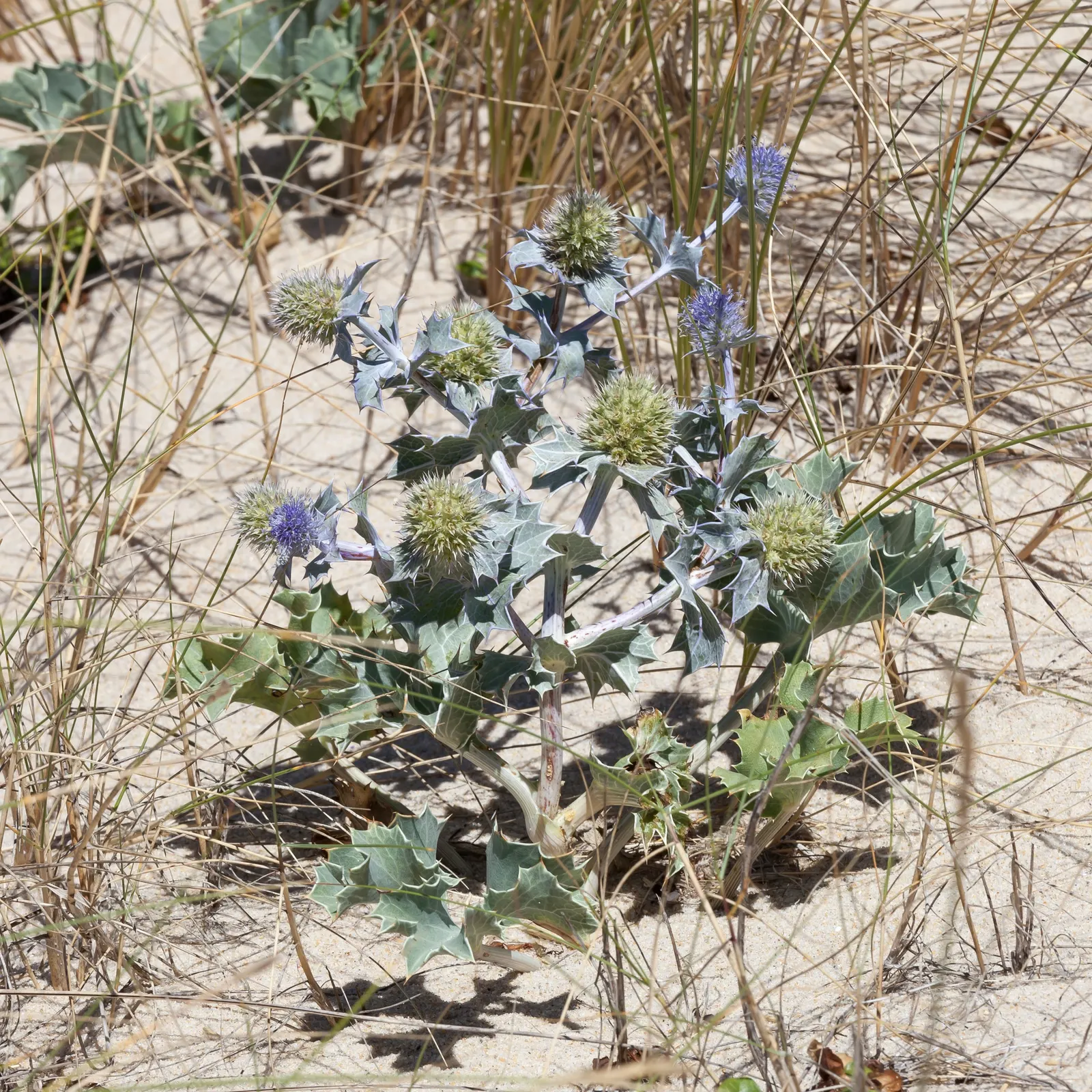 Sea Holly (Eryngium Maritimum) — are a magnet for pollinators like bees and butterflies