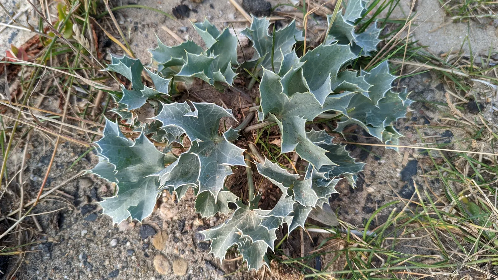 Sea Holly (Eryngium Maritimum) — tolerating harsh seaside conditions and poor; perennial with blue blooms