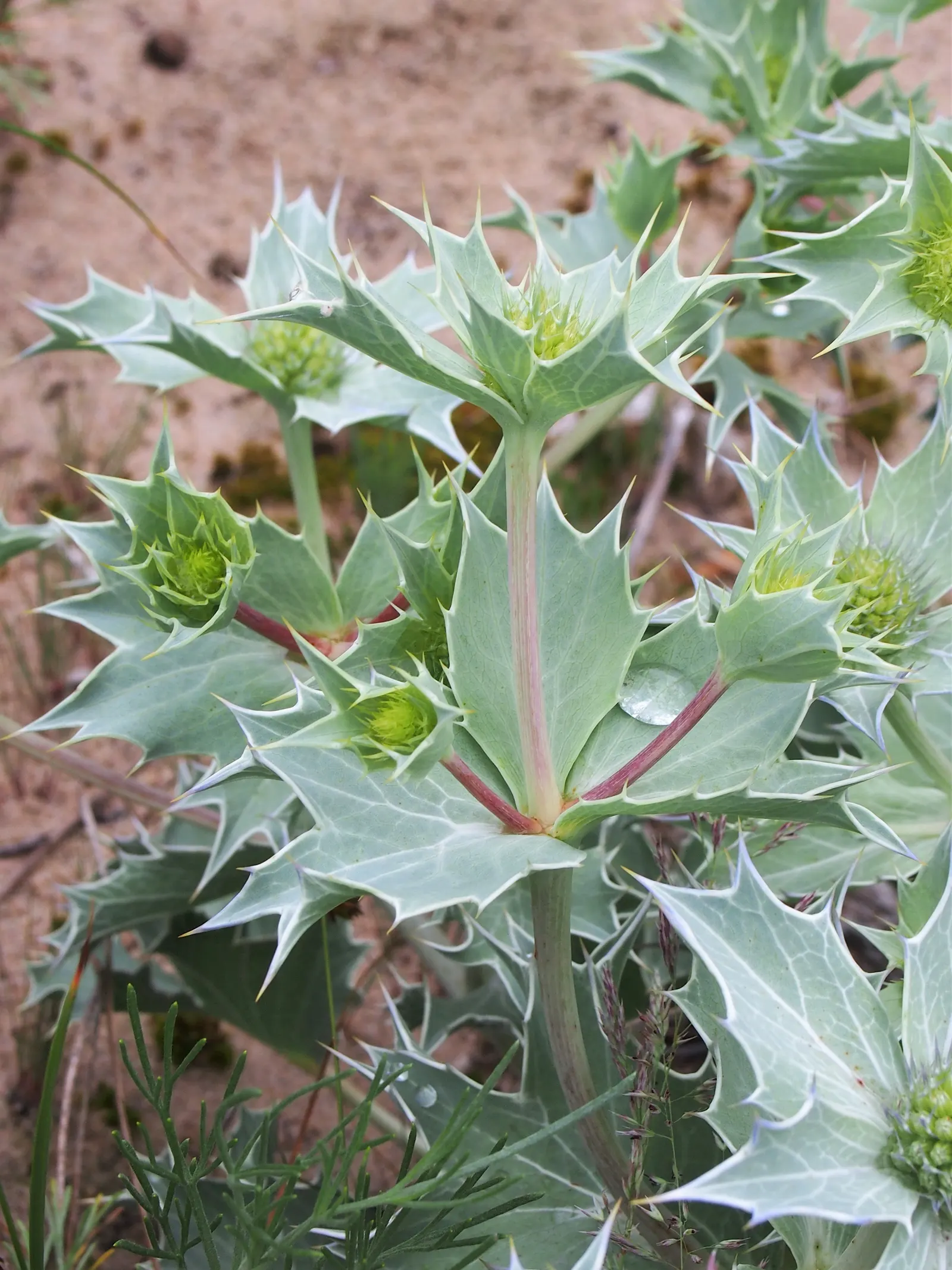 Sea Holly (Eryngium Maritimum) — scientifically known as Eryngium maritimum; silvery-green foliage forms a low rosette