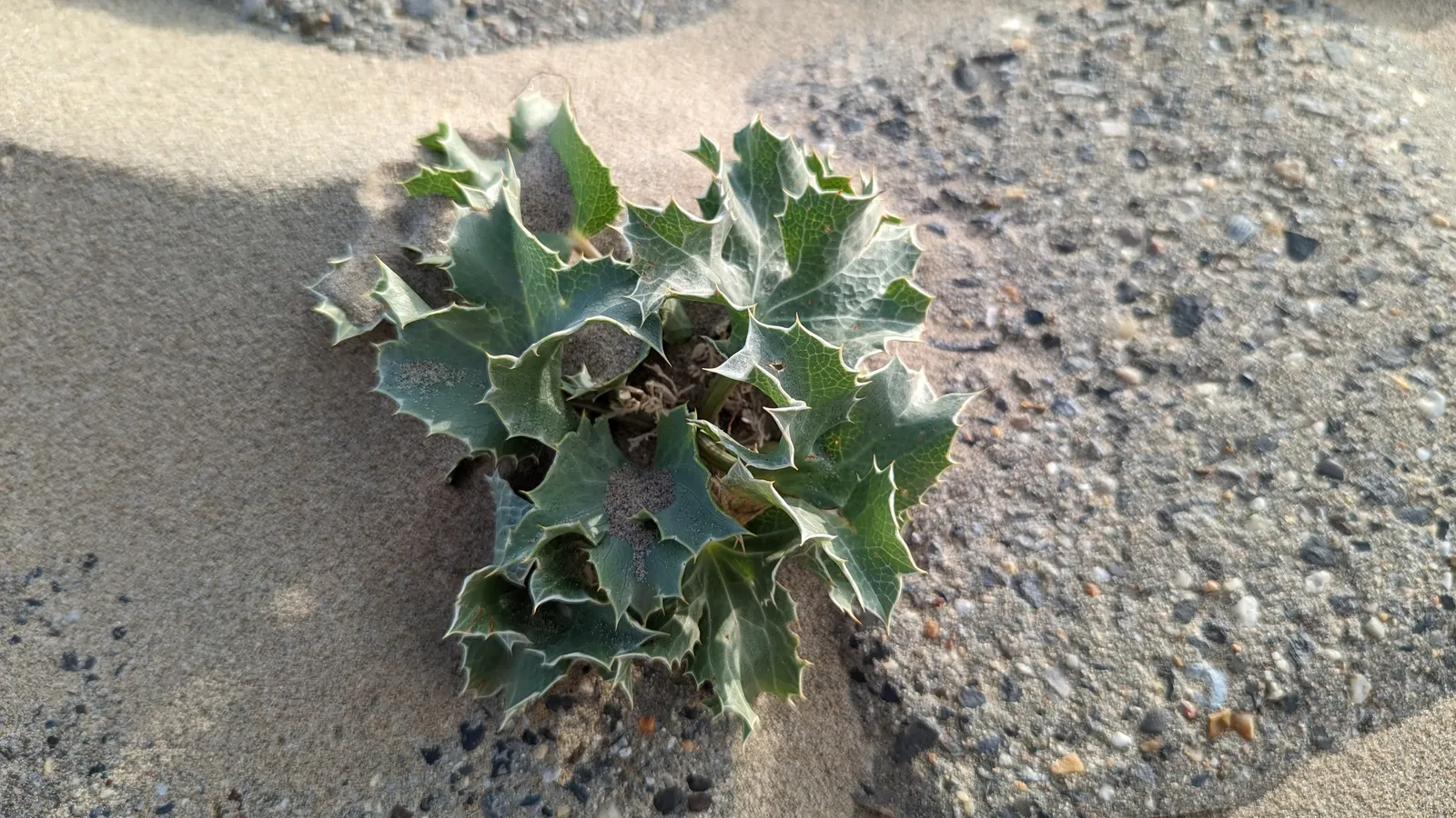 Sea Holly (Eryngium Maritimum) — A resilient coastal plant