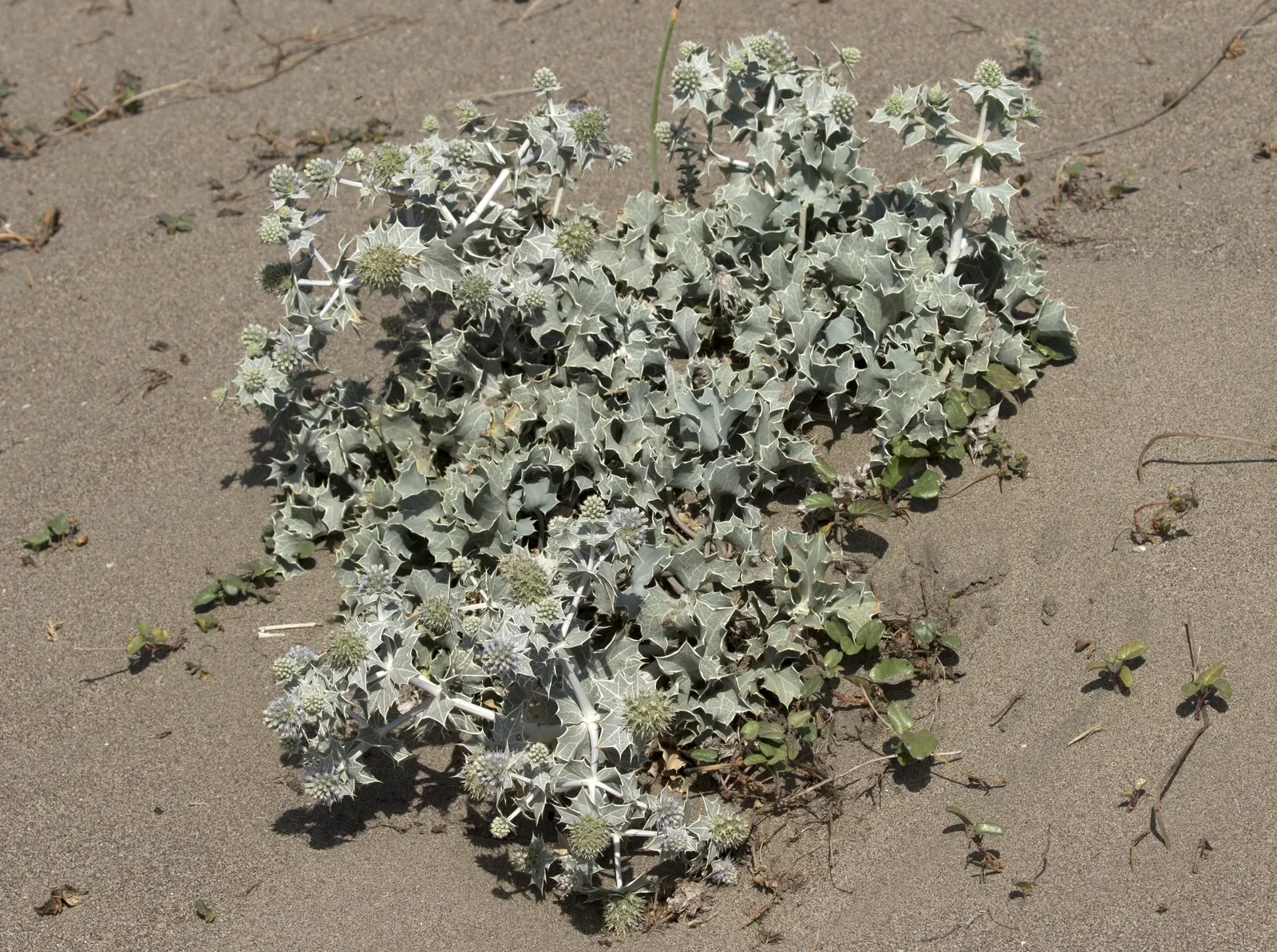 Sea Holly (Eryngium Maritimum) — Sea Holly, or Eryngium maritimum, is a striking perennial suitable for coastal themes; its unique texture and, image 101