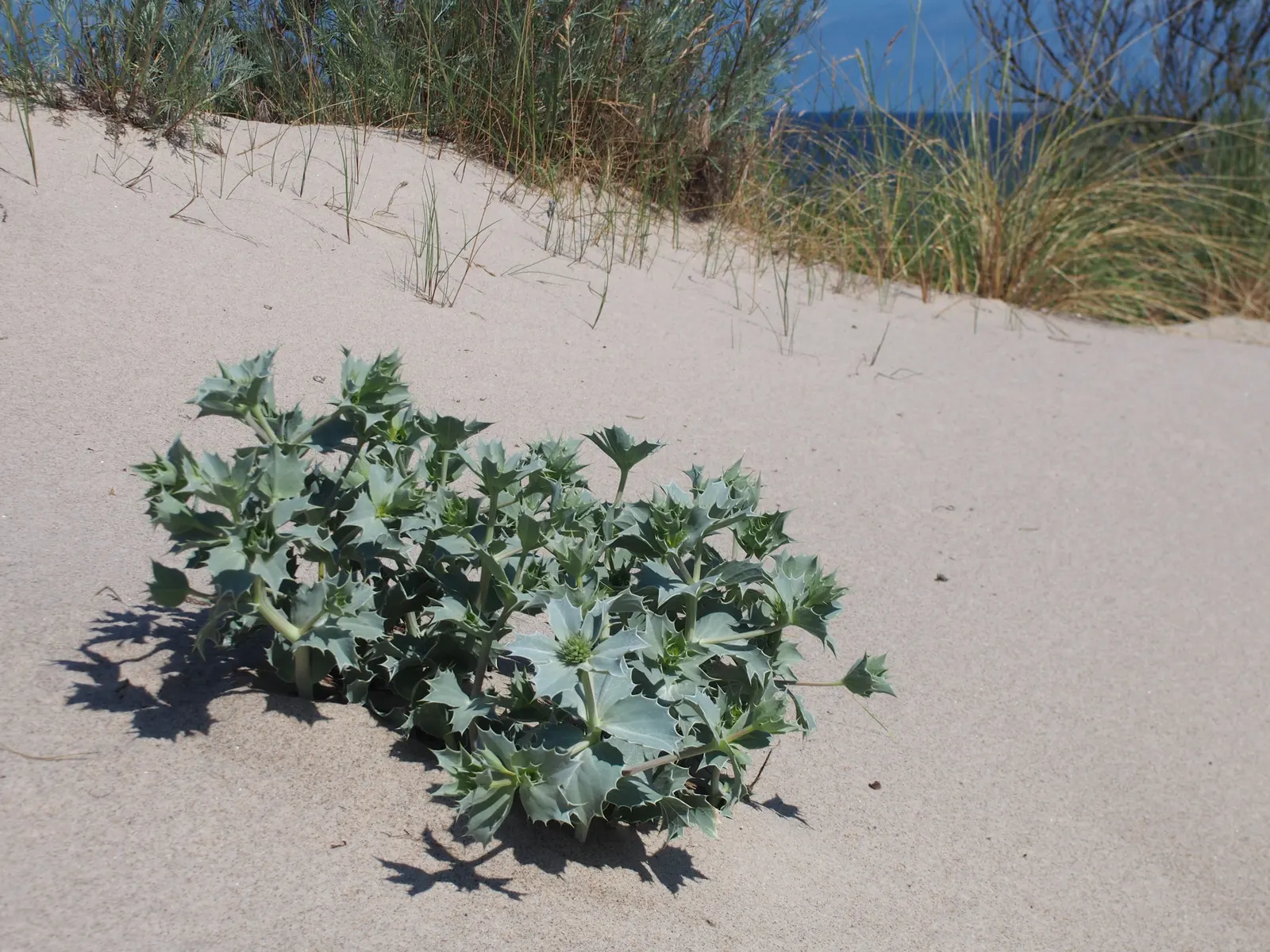 Sea Holly (Eryngium Maritimum) — silvery-green foliage forms a low rosette; with a tolerant attitude toward drought once established, image 64