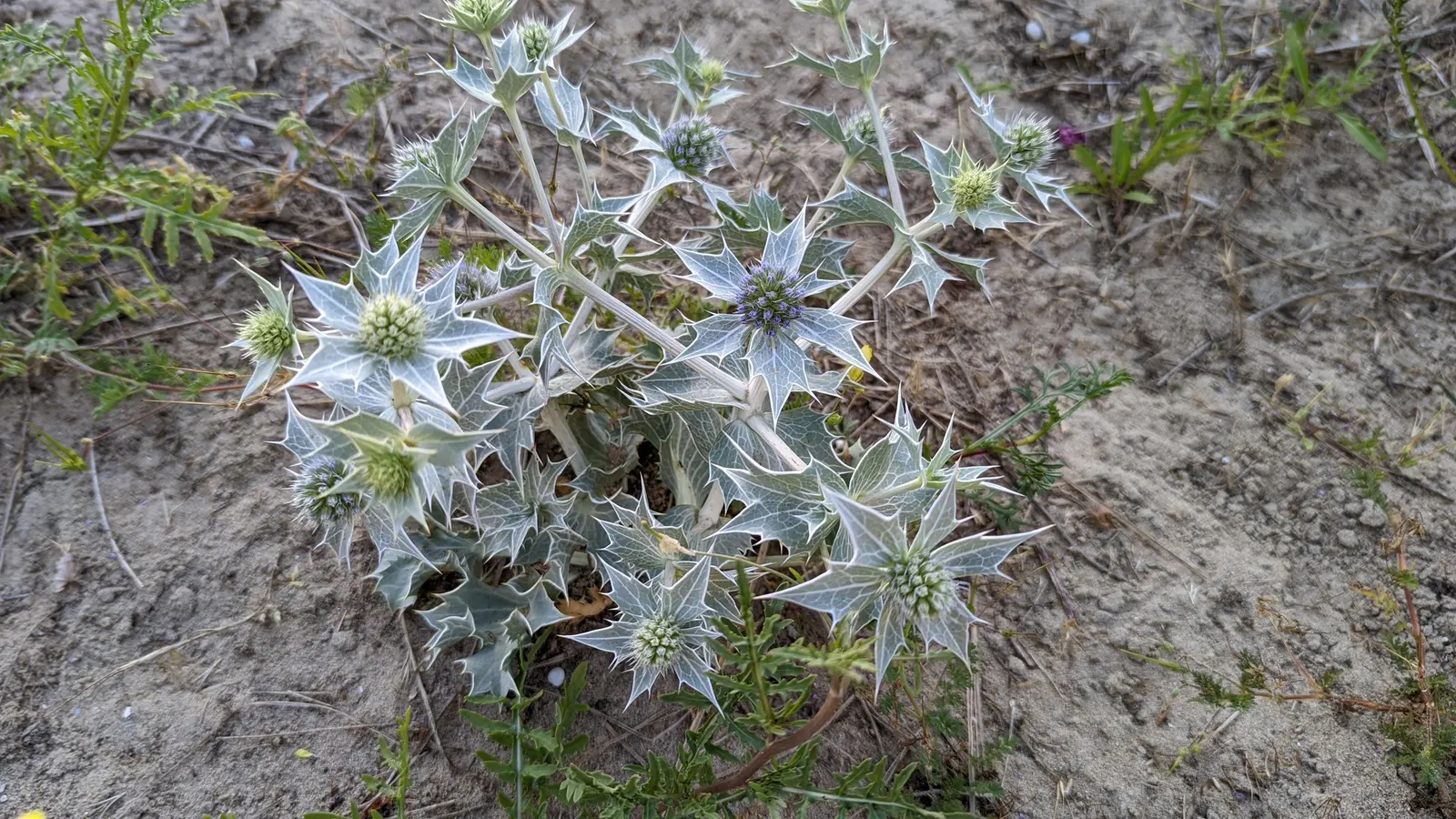 Sea Holly (Eryngium Maritimum) — it thrives in USDA hardiness zones 5 through 9; these distinctive flowers, image 85