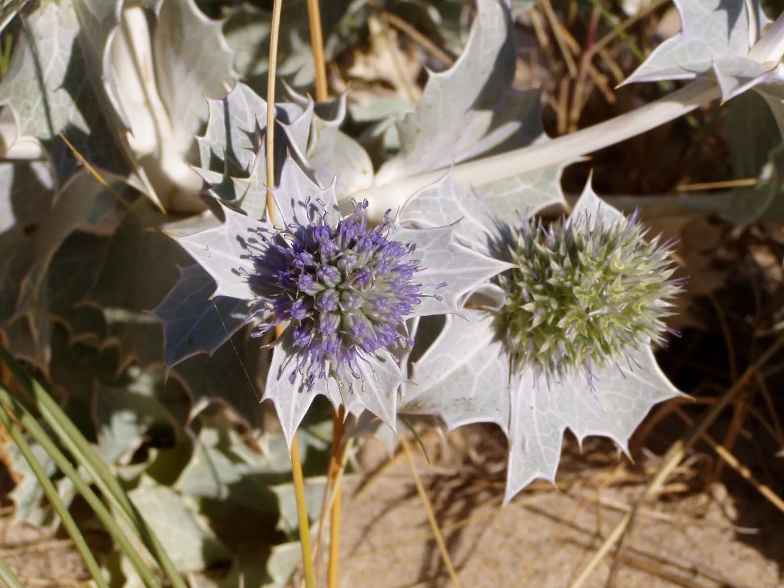 Sea Holly (Eryngium Maritimum) — attracting pollinators while deterring deer; is a striking perennial valued for its thistle-like blooms, image 55