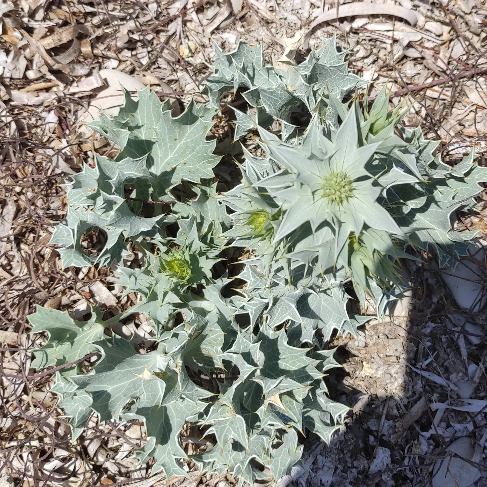 Sea Holly (Eryngium Maritimum) — With its bold form and captivating color; sea Holly, or Eryngium maritimum, is a striking perennial suitable for, image 72