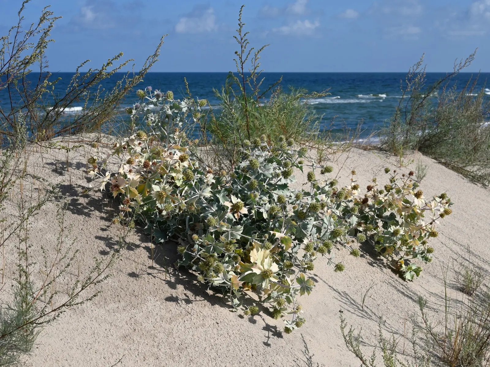 Sea Holly (Eryngium Maritimum) — is a striking perennial valued for its thistle-like blooms; minimal maintenance is required, though it may benefit, image 57