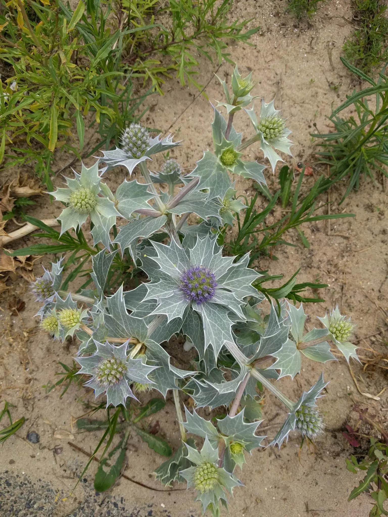 Sea Holly (Eryngium Maritimum) — it thrives in USDA hardiness zones 5 through 9