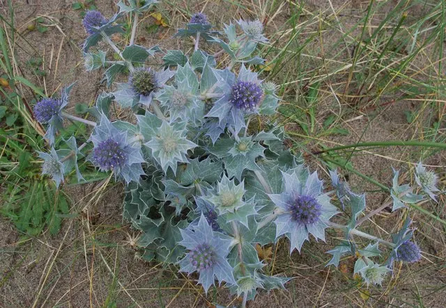 Sea Holly (Eryngium Maritimum) — attracting pollinators while deterring deer