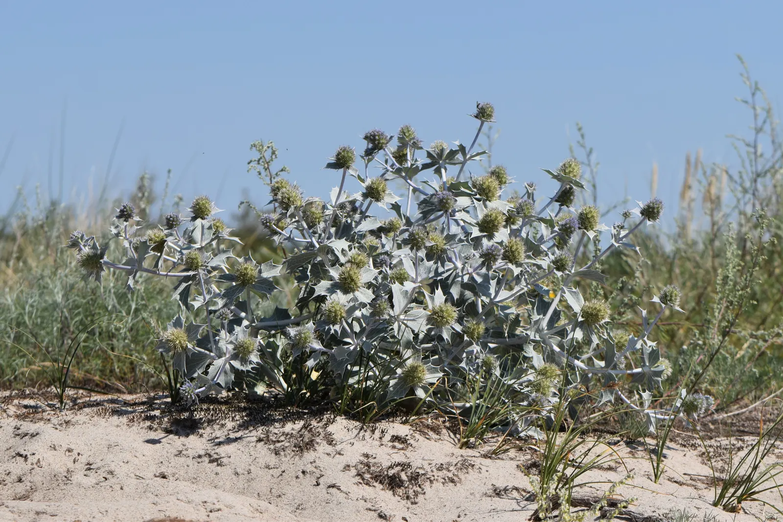 Sea Holly (Eryngium Maritimum) — silvery-green foliage forms a low rosette; with a tolerant attitude toward drought once established, image 114
