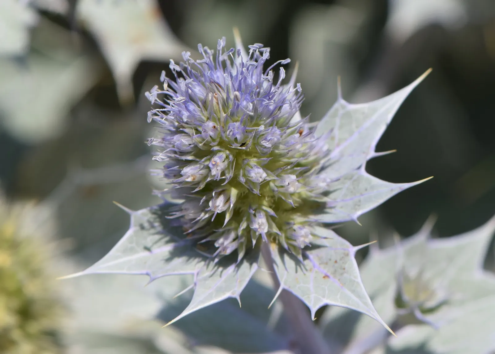Sea Holly (Eryngium Maritimum) — perennial with blue blooms
