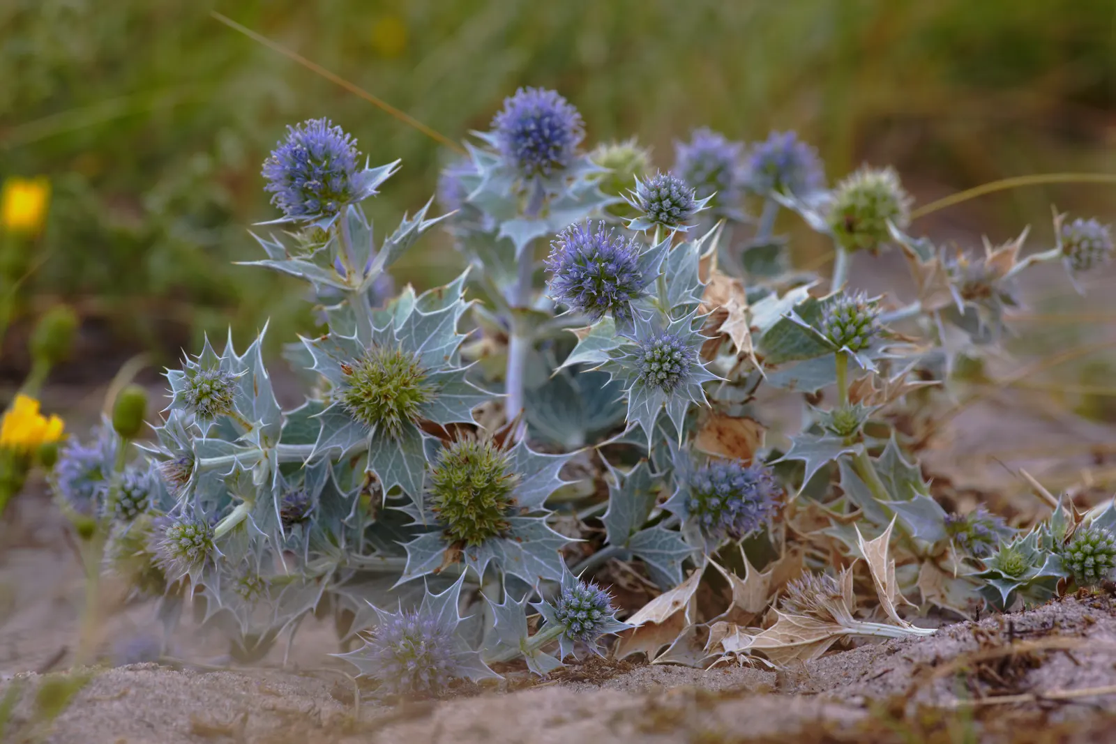 Sea Holly (Eryngium Maritimum) — which add a unique texture and a touch of steel blue to the landscape; this tough plant thrives in full sun, in, image 83