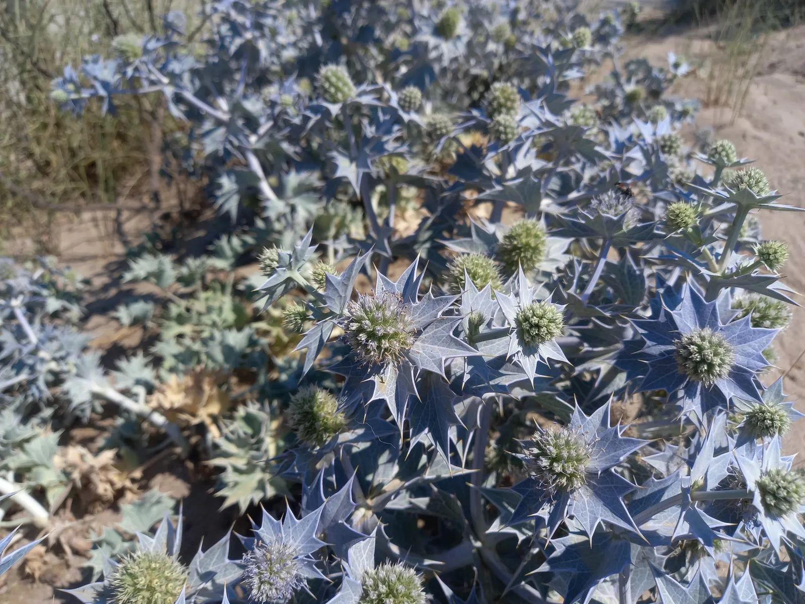 Sea Holly (Eryngium Maritimum) — topped with cone-shaped flower heads surrounded by a ruff of spiny bracts; a resilient coastal plant, image 116