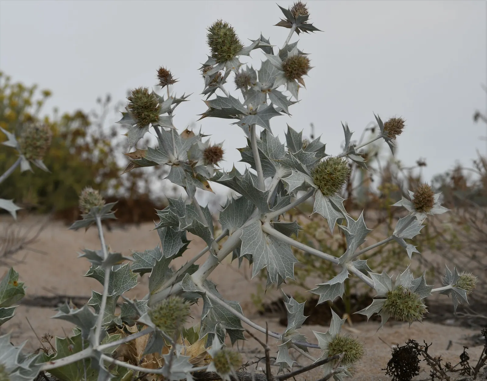 Sea Holly (Eryngium Maritimum) — peaking at approximately 1 to 2 inches in diameter; blue flowers in the garden, image 93