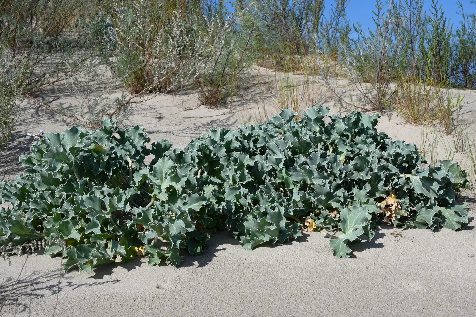 Sea Holly (Eryngium Maritimum) — This robust species typically reaches a height of 18 to 24 inches with a similar spread of 12 to 18 inches; scientifically