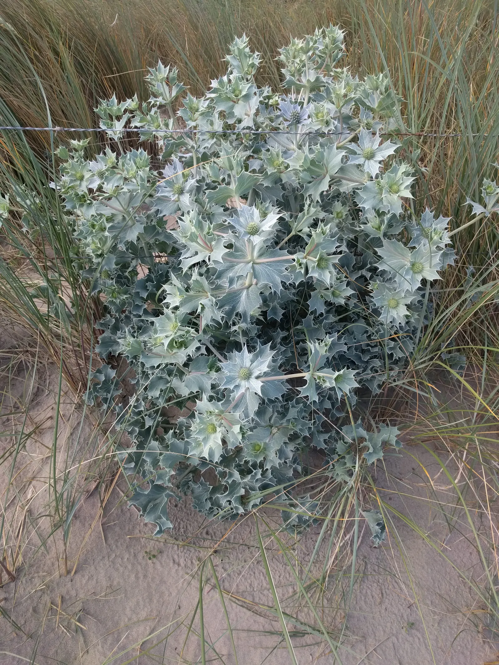 Sea Holly (Eryngium Maritimum) — These distinctive flowers; topped with cone-shaped flower heads surrounded by a ruff of spiny bracts, image 67