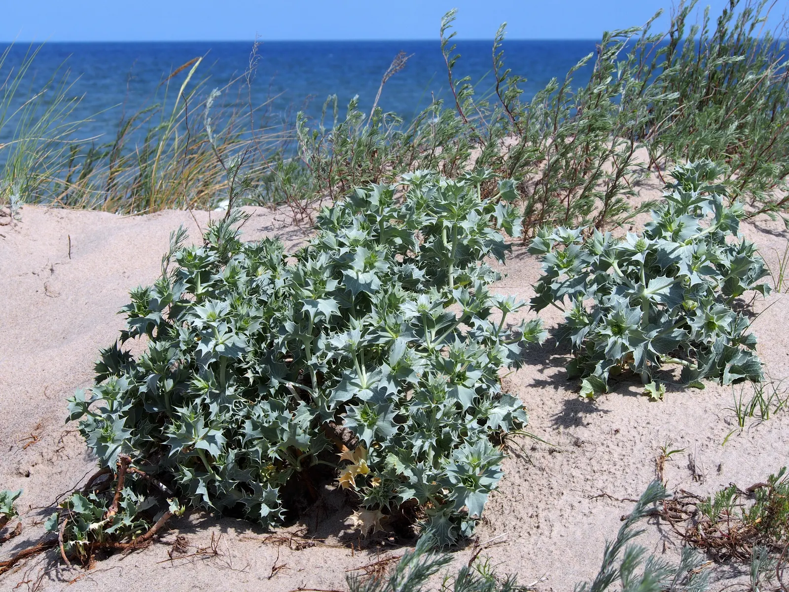 Sea Holly (Eryngium Maritimum) — with a tolerant attitude toward drought once established; this robust species typically reaches a height of 18 to 24 inches