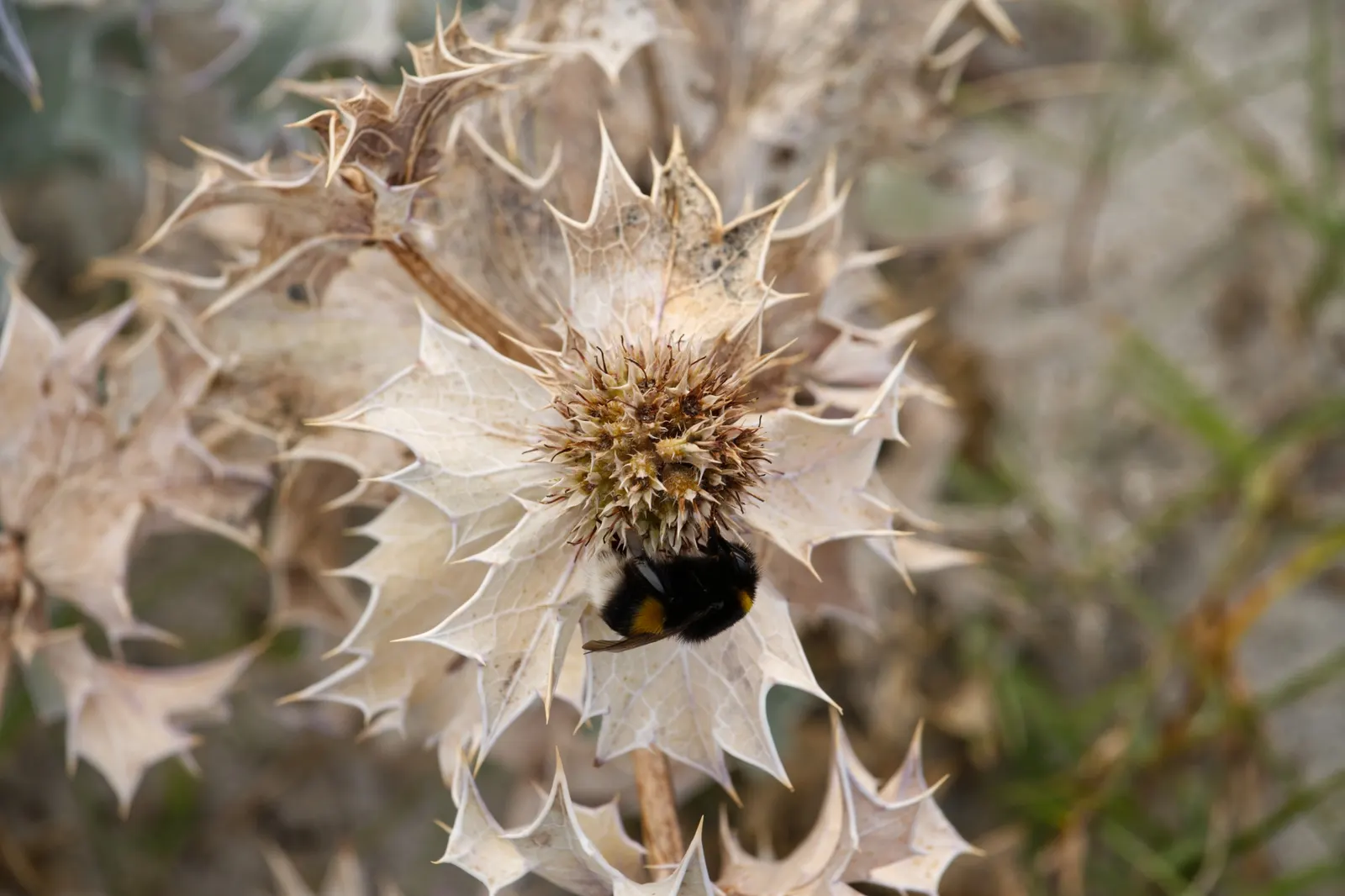 Sea Holly (Eryngium Maritimum) — tolerating harsh seaside conditions and poor; perennial with blue blooms, image 111