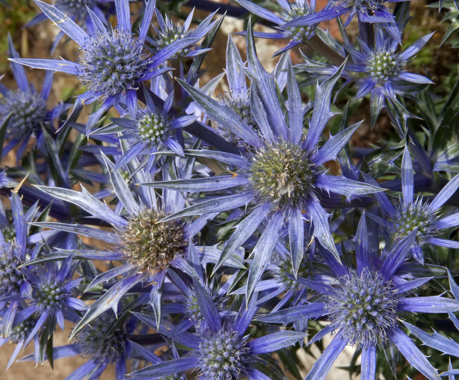 Sea Holly (Eryngium Maritimum) — making it an excellent choice for filling mid-level layers in a garden design.<br><br>The deeply lobed