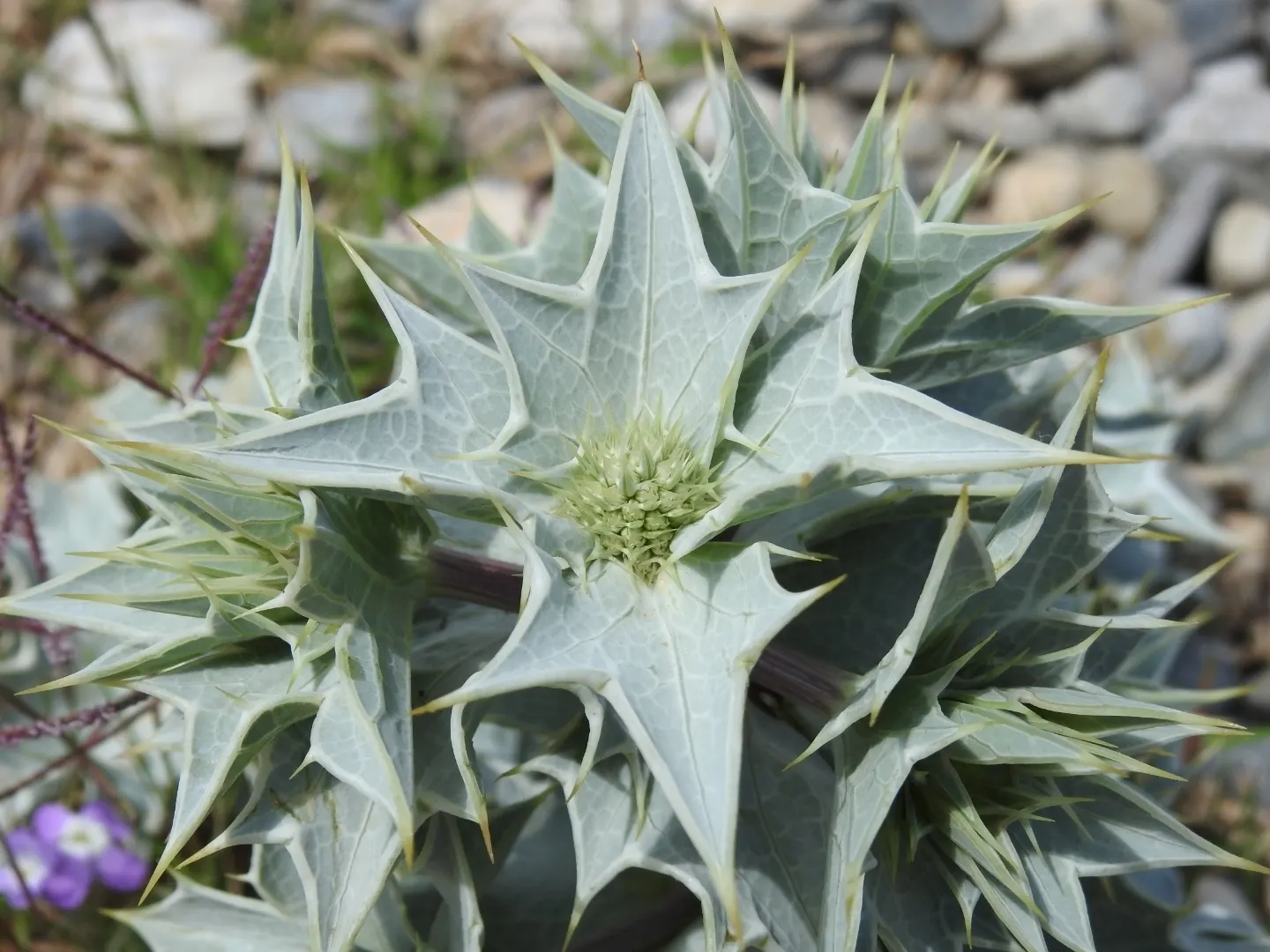 Sea Holly (Eryngium Maritimum) — attracting pollinators while deterring deer; is a striking perennial valued for its thistle-like blooms, image 80