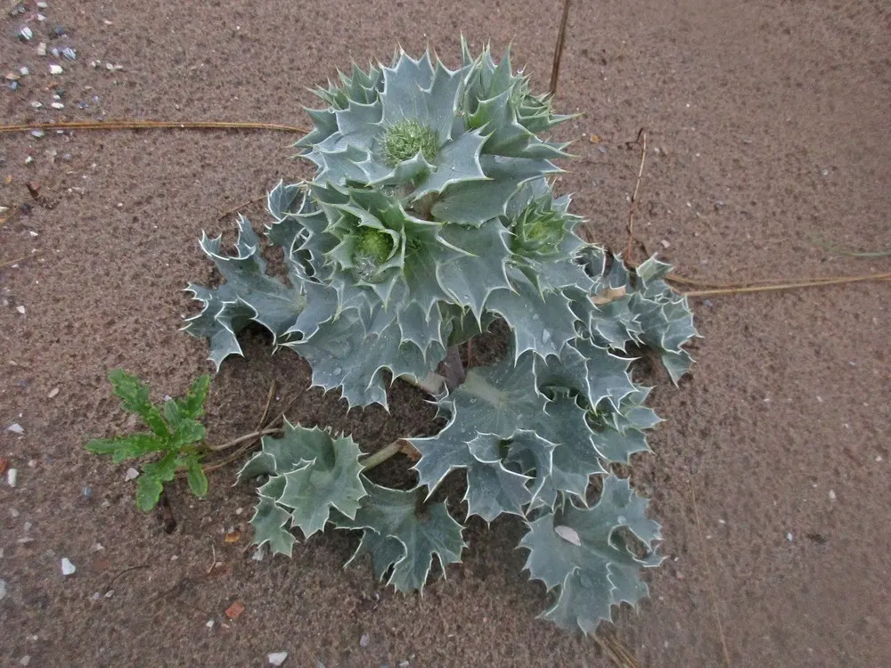 Sea Holly (Eryngium Maritimum) — branched stems rise in summer