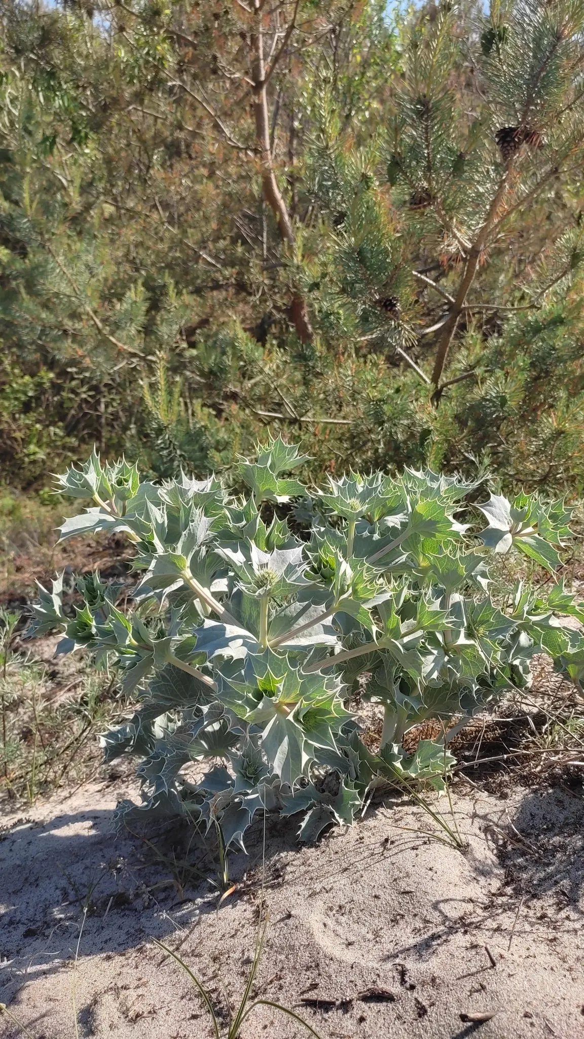 Sea Holly (Eryngium Maritimum) — which add a unique texture and a touch of steel blue to the landscape; this tough plant thrives in full sun, in well-drained