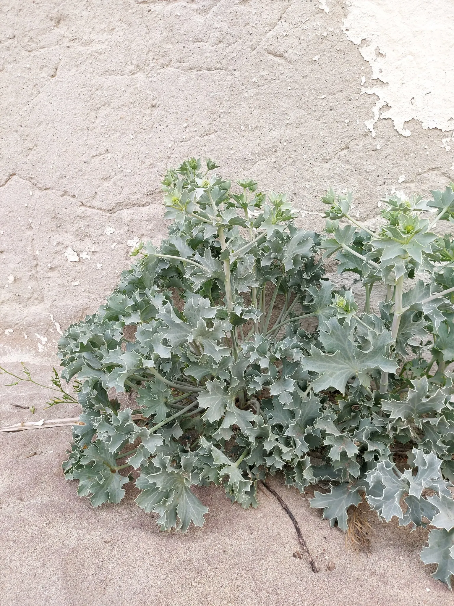 Sea Holly (Eryngium Maritimum) — topped with cone-shaped flower heads surrounded by a ruff of spiny bracts; a resilient coastal plant